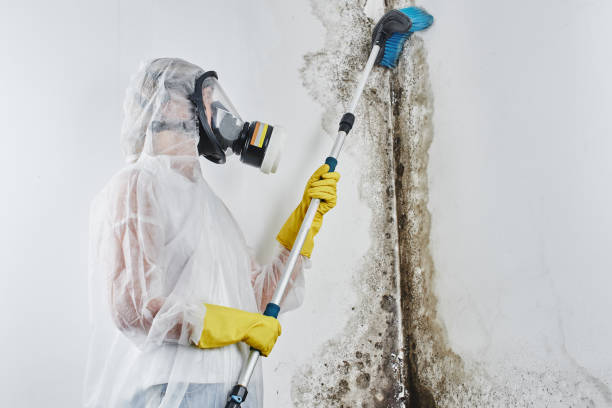Best Black Mold Remediation in River Edge, NJ