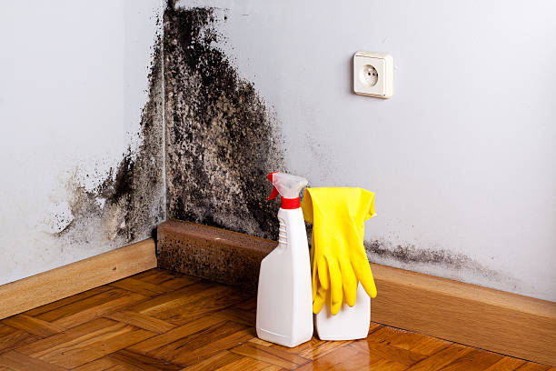 Best Black Mold Remediation in River Edge, NJ